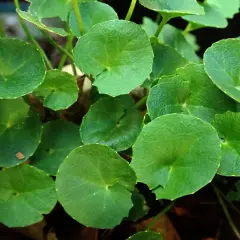 Zielone, okrągłe liście rośliny, której **gotu kola właściwości** są cenione.