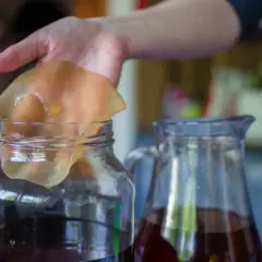 Dłoń trzyma galaretowaty grzybek herbaciany nad słoikiem z ciemnym płynem. Czy kombucha jest zdrowa? Obok stoi dzbanek z napojem.