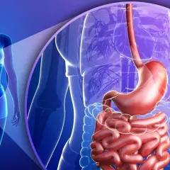 Anatomia układu pokarmowego, uwypuklająca żołądek i jelita. Ilustracja może symbolizować problemy trawienne, w tym kwasicę metaboliczną.