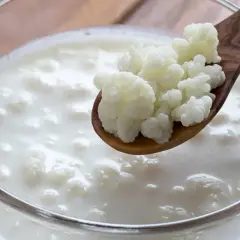 Grzybek tybetański szkodzi? Nie, to tylko kefir! Białe, grudkowate ziarna na drewnianej łyżce zanurzone w mlecznym napoju.