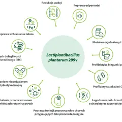Lactobacillus plantarum 299v wspiera wchłanianie żelaza, łagodzi IBS, działa przeciwwirusowo i poprawia odporność.