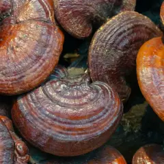 Gładkie, błyszczące kapelusze grzybków reishi. Zanim zaczniesz stosować grzybek reishi, sprawdź przeciwwskazania.