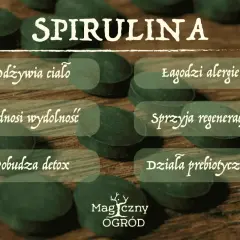 Spirulina: odżywia ciało, łagodzi alergie, podnosi wydolność, sprzyja regeneracji, pobudza detox, działa prebiotycznie. Dowiedz się, spirulina co to za cud natury!