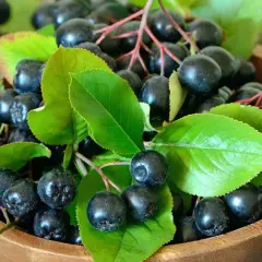 Aronia na surowo w drewnianej misce, otoczona zielonymi liśćmi. Te ciemne owoce są pełne zdrowia i gotowe do spożycia.