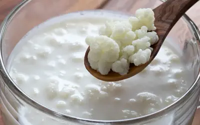 Grzybek tybetański szkodzi? Nie, to tylko kefir! Białe, grudkowate ziarna na drewnianej łyżce zanurzone w mlecznym napoju.