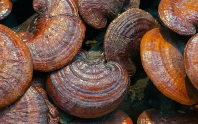 Gładkie, błyszczące kapelusze grzybków reishi. Zanim zaczniesz stosować grzybek reishi, sprawdź przeciwwskazania.