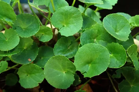 Zielone, okrągłe liście rośliny, której **gotu kola właściwości** są cenione.