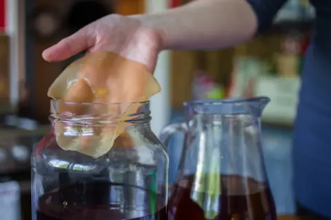 Dłoń trzyma galaretowaty grzybek herbaciany nad słoikiem z ciemnym płynem. Czy kombucha jest zdrowa? Obok stoi dzbanek z napojem.