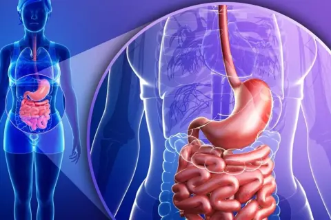 Anatomia układu pokarmowego, uwypuklająca żołądek i jelita. Ilustracja może symbolizować problemy trawienne, w tym kwasicę metaboliczną.