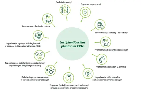 Lactobacillus plantarum 299v wspiera wchłanianie żelaza, łagodzi IBS, działa przeciwwirusowo i poprawia odporność.