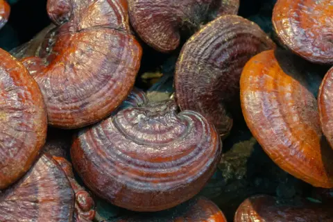 Gładkie, błyszczące kapelusze grzybków reishi. Zanim zaczniesz stosować grzybek reishi, sprawdź przeciwwskazania.