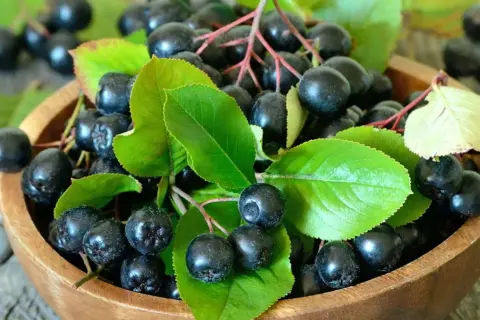 Aronia na surowo w drewnianej misce, otoczona zielonymi liśćmi. Te ciemne owoce są pełne zdrowia i gotowe do spożycia.