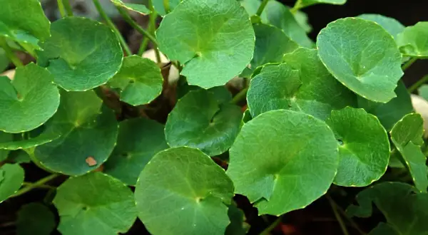 Zielone, okrągłe liście rośliny, której **gotu kola właściwości** są cenione.
