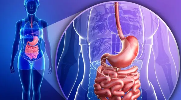 Anatomia układu pokarmowego, uwypuklająca żołądek i jelita. Ilustracja może symbolizować problemy trawienne, w tym kwasicę metaboliczną.