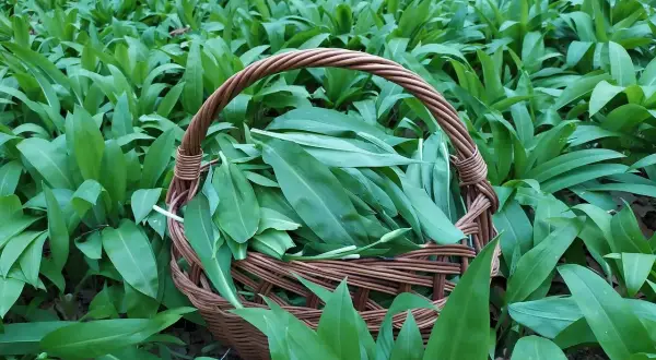 Koszyk pełen świeżo zebranych liści czosnku niedźwiedziego, otoczony gęstym, zielonym dywanem tych aromatycznych roślin.