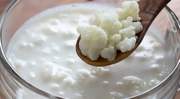 Grzybek tybetański szkodzi? Nie, to tylko kefir! Białe, grudkowate ziarna na drewnianej łyżce zanurzone w mlecznym napoju.