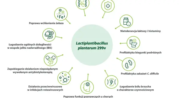 Lactobacillus plantarum 299v wspiera wchłanianie żelaza, łagodzi IBS, działa przeciwwirusowo i poprawia odporność.