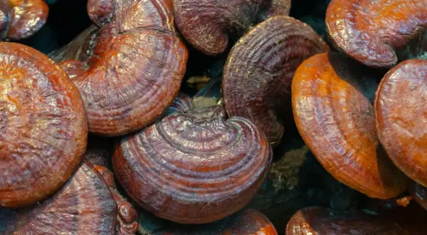 Gładkie, błyszczące kapelusze grzybków reishi. Zanim zaczniesz stosować grzybek reishi, sprawdź przeciwwskazania.
