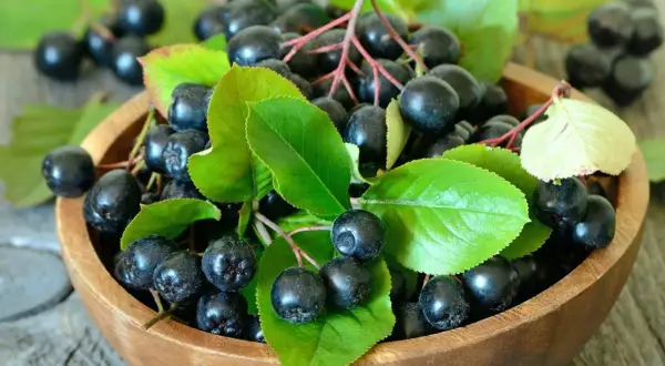 Aronia na surowo w drewnianej misce, otoczona zielonymi liśćmi. Te ciemne owoce są pełne zdrowia i gotowe do spożycia.