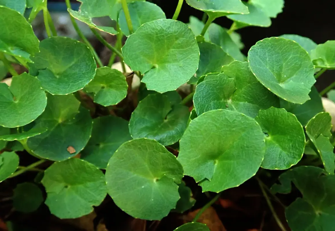Zielone, okrągłe liście rośliny, której **gotu kola właściwości** są cenione.