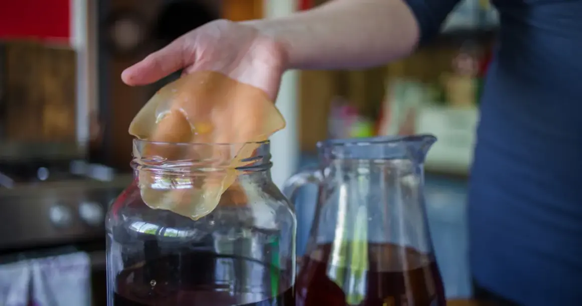 Dłoń trzyma galaretowaty grzybek herbaciany nad słoikiem z ciemnym płynem. Czy kombucha jest zdrowa? Obok stoi dzbanek z napojem.