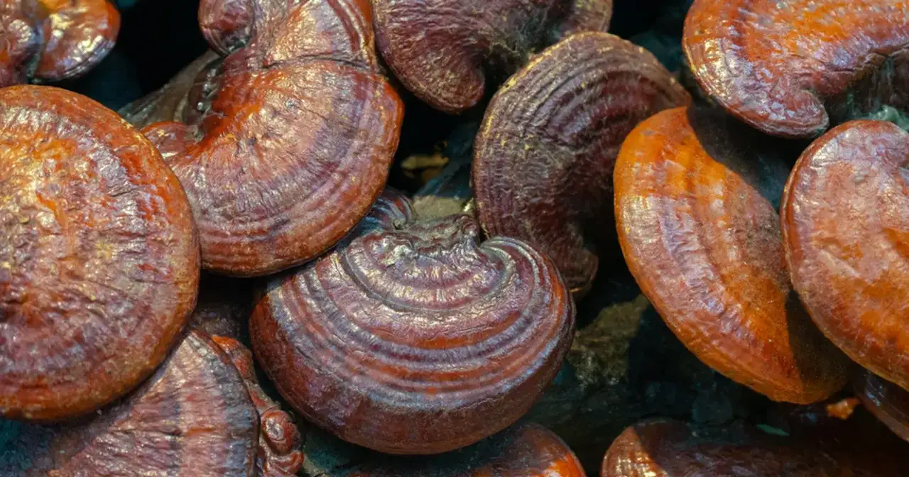 Reishi - kto powinien go unikać i na co uważać?
