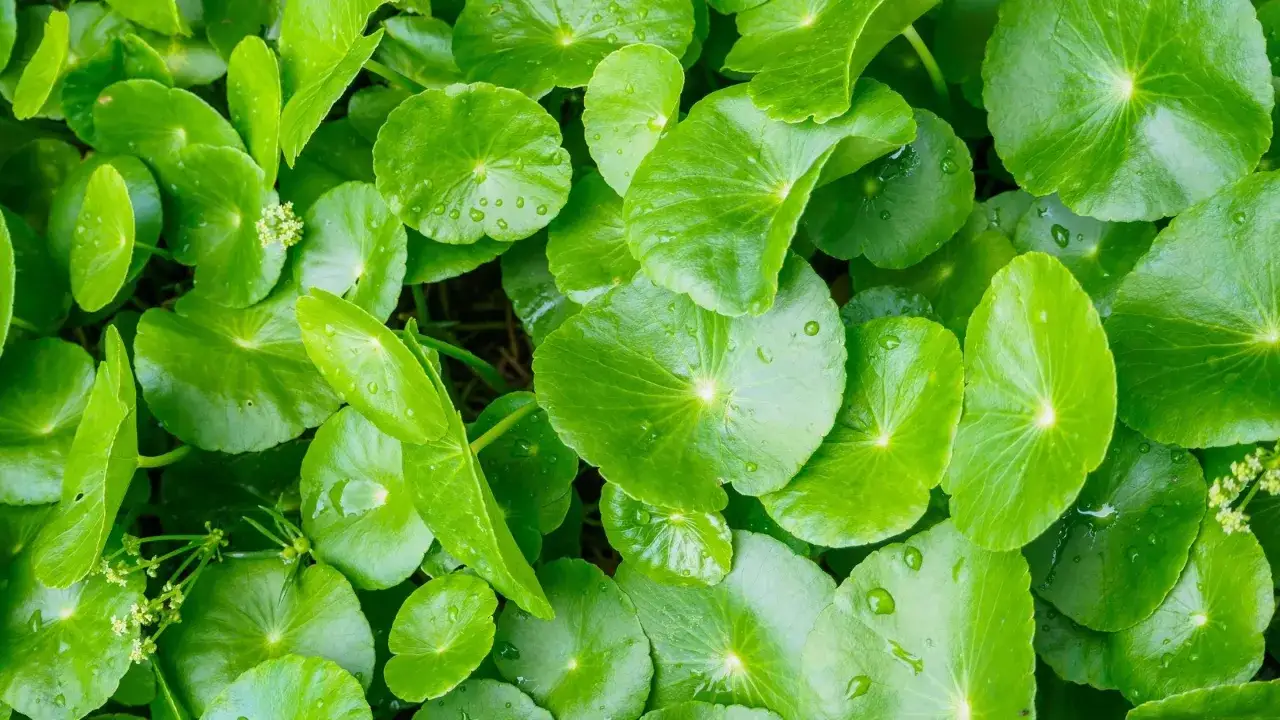 Zielone, okrągłe liście rośliny o nazwie wąkrotka azjatycka, znanej z licznych gotu kola właściwości.