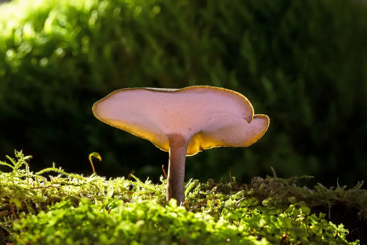 Grzyb reishi, podświetlony od spodu, wyrasta z mchu. Jego kapelusz jest lekko półprzezroczysty, a spód pokryty drobnymi porami.