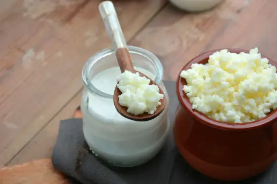 Grzybek tybetański i domowy kefir bez mitów