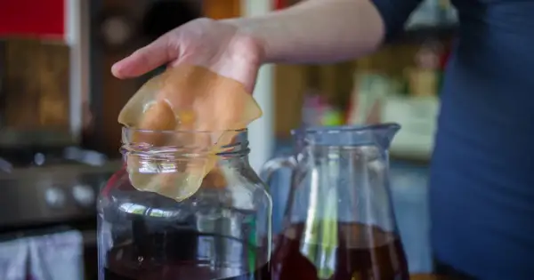 Dłoń trzyma galaretowaty grzybek herbaciany nad słoikiem z ciemnym płynem. Czy kombucha jest zdrowa? Obok stoi dzbanek z napojem.