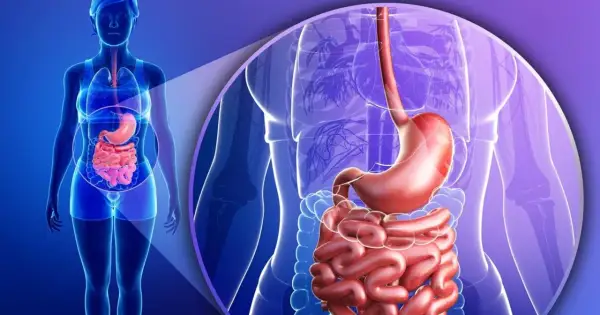 Anatomia układu pokarmowego, uwypuklająca żołądek i jelita. Ilustracja może symbolizować problemy trawienne, w tym kwasicę metaboliczną.