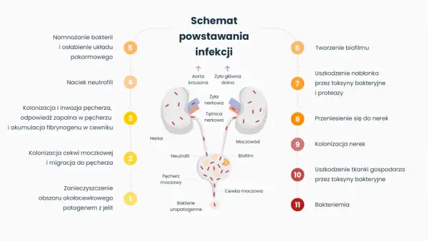 Schemat powstawania infekcji, prowadzącej do nawracającego zapalenia pęcherza. Ukazuje drogę bakterii od jelit do nerek.