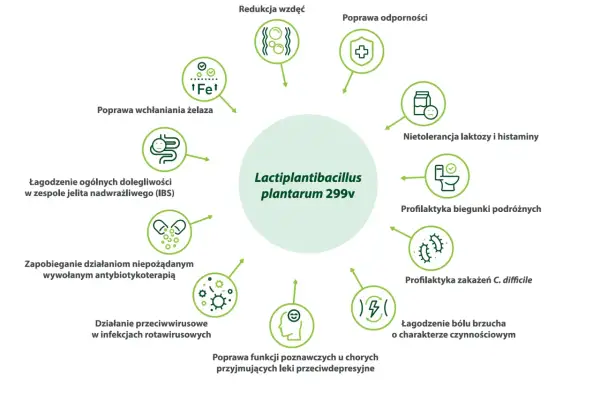 Lactobacillus plantarum 299v wspiera wchłanianie żelaza, łagodzi IBS, działa przeciwwirusowo i poprawia odporność.